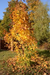 Beautiful maple with bright yellow foliage, illuminated by the sun against the blue autumn sky.