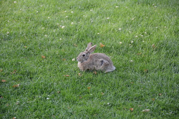 Rabbit on grass