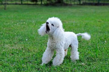 A white poodle is played on the green grass of a beautiful day