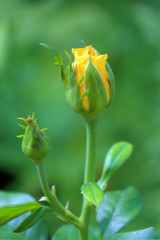yellow rose on a beautiful green background