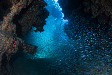 A school of silversides swims in the dark recesses of a submerged cavern off the coast of Grand Cayman in the Caribbean Sea. These prey fish hide in the dark from larger predators, such as tarpon.