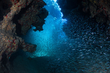 A school of silversides swims in the dark recesses of a submerged cavern off the coast of Grand...