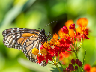 Naklejka na ściany i meble Monarch butterfly,Danaus plexippus