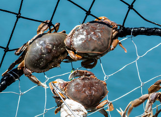 Crabs in Ring Basket Crab Trap Crustacean