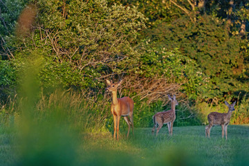 The white-tailed deer (Odocoileus virginianus),young deer with two fawns