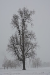 tall tree in winter