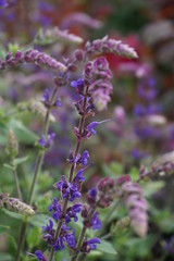 purple and violet meadowgrass with green leaves and blurred background