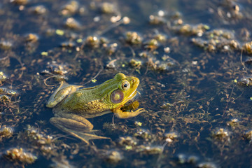 The American bullfrog (Lithobates catesbeianus or Rana catesbeiana) is native to eastern North America.