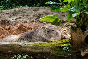 Warzenschwein