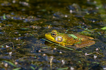 The American bullfrog (Lithobates catesbeianus or Rana catesbeiana) is native to eastern North America.