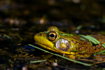 The American bullfrog (Lithobates catesbeianus or Rana catesbeiana) is native to eastern North America.
