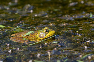 The American bullfrog (Lithobates catesbeianus or Rana catesbeiana) is native to eastern North America.