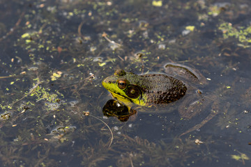 The American bullfrog (Lithobates catesbeianus or Rana catesbeiana) is native to eastern North America.