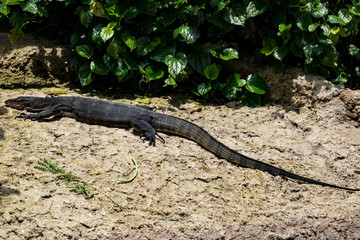 Leguan  Singapur Zoo