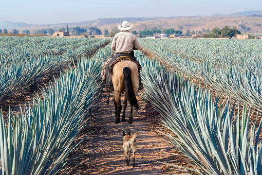 Farmer on his horse walking in his agave seed.