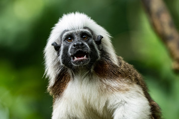 Affe Singapur Zoo
