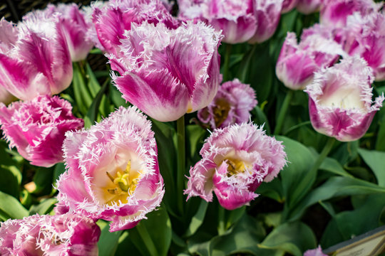 Tulpen Makro