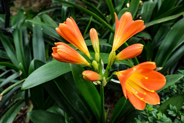 Blume Makro © Dominik