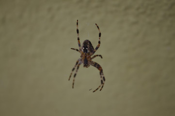Kreuzspinne