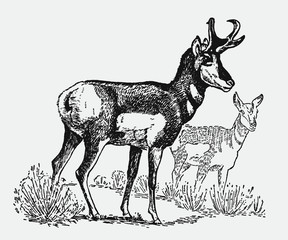 Male and female pronghorn antilocapra americana standing in landscape. Illustration after vintage engraving © M