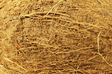 coconut shell texture closeup as background