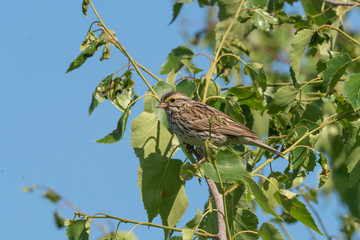 Fototapeta premium Savannah Sparrow in Alaska