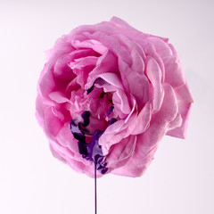 Pink rose and violet paint. Women's health concept. Flower as vagina symbol.