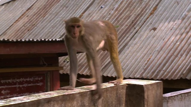 A hand held, panning, medium shot of a monkey walking on a wall above some houses with gray metal roofs.