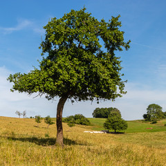 cereal fields in Lorraine, in eastern France