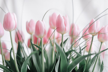 Bouquet of tulip over a white background
