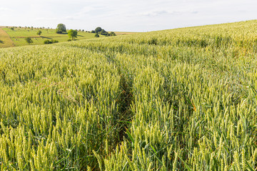 cereal fields in Lorraine, in eastern France