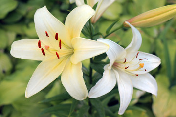 two orange lilies on a beautiful green background