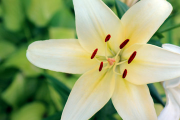 white Lily on a beautiful green background