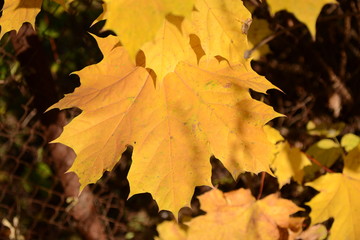 Yellow maple leaf, lit by the sun.