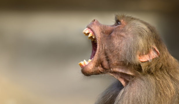 Baboon monkey (Pavian, genus Papio) screaming out loud with large open mouth and showing pronounced sharp teeth in a loud intimidating aggressive behaviour display