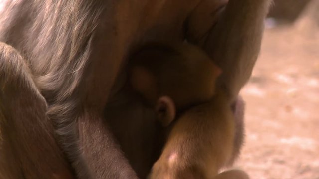 A hand held, tilting, panning, medium shot of a monkey mother who is feeding her child in a sunny day.