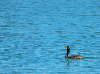 Comorant In Gulf of Mexico, Indian Rocks Beach, Florida