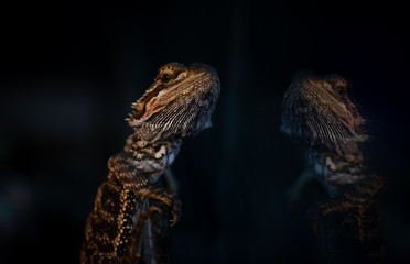 The eastern bearded dragon lizard glass reflection nature close up portrait wild life