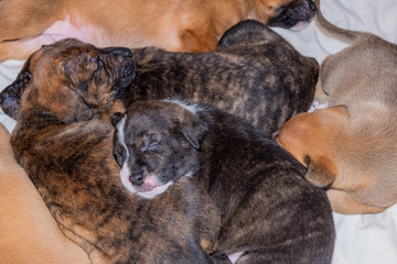 Puppies sleeping on top of each other