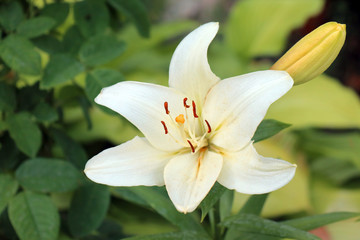 white Lily on a beautiful green background