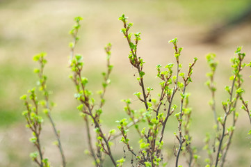 Branches with small leaves of gooseberry in spring .