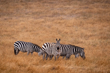 A group of  zebras grazing in a golden grassland  in California one looking forward with grass in it's mouth.