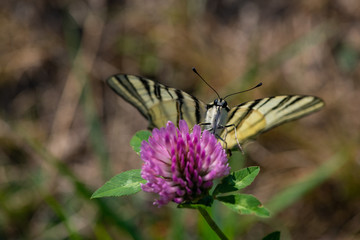 Scarce sail swallowtail butterfly sitting on flower summer insect nature close up macro 