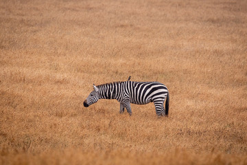 Fototapeta na wymiar One zebra grazing in a golden grassland in California one with a bird on its back.