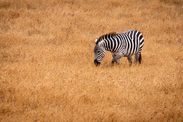 Fototapeta na wymiar One zebra moving through a golden grassland while grazing in California.