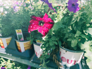 Toronto, Ontario, Canada - June 30, 2019: Garden Centre in Canadian Walmart supermarket store with petunia flowers and plants in pots on shelves.