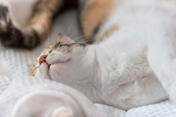 Female calico cat sleeping in her cat bed, close up, macro