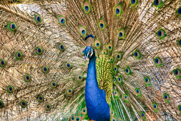 Obraz premium Peacock in the peacock forest Plaka Kos on the island of Kos in Greece