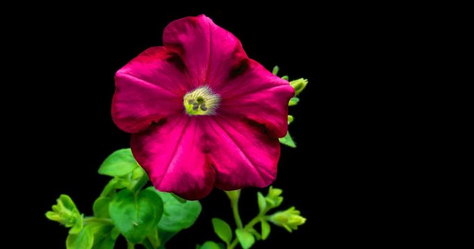 Blooming red Petunia on black background.4K