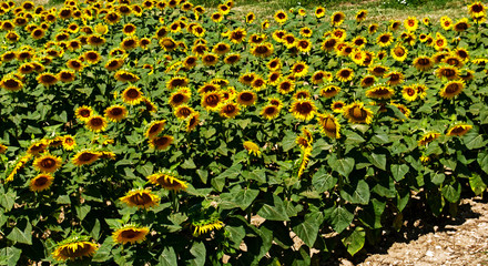 Fields with an infinite yellow sunflower in summer
